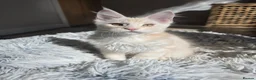 Maine Coon cats for sale: TICA Maine Coon Kittens | Russian Bloodlines - Advert 9