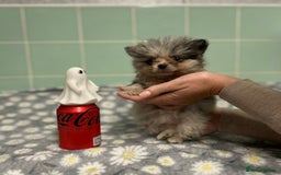 Pomeranian dogs for sale: Beautiful Pomeranian puppies  - Image 17