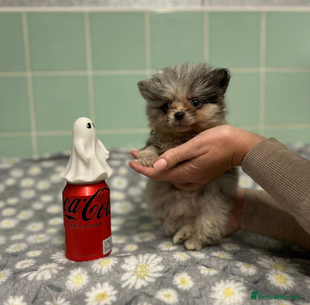Pomeranian dogs for sale: Beautiful Pomeranian puppies  - Image 17