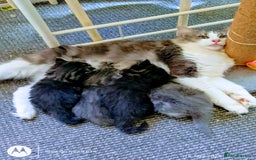 Norwegian Forest Cat cats for sale: 4 11 week old kittens  - Image 21