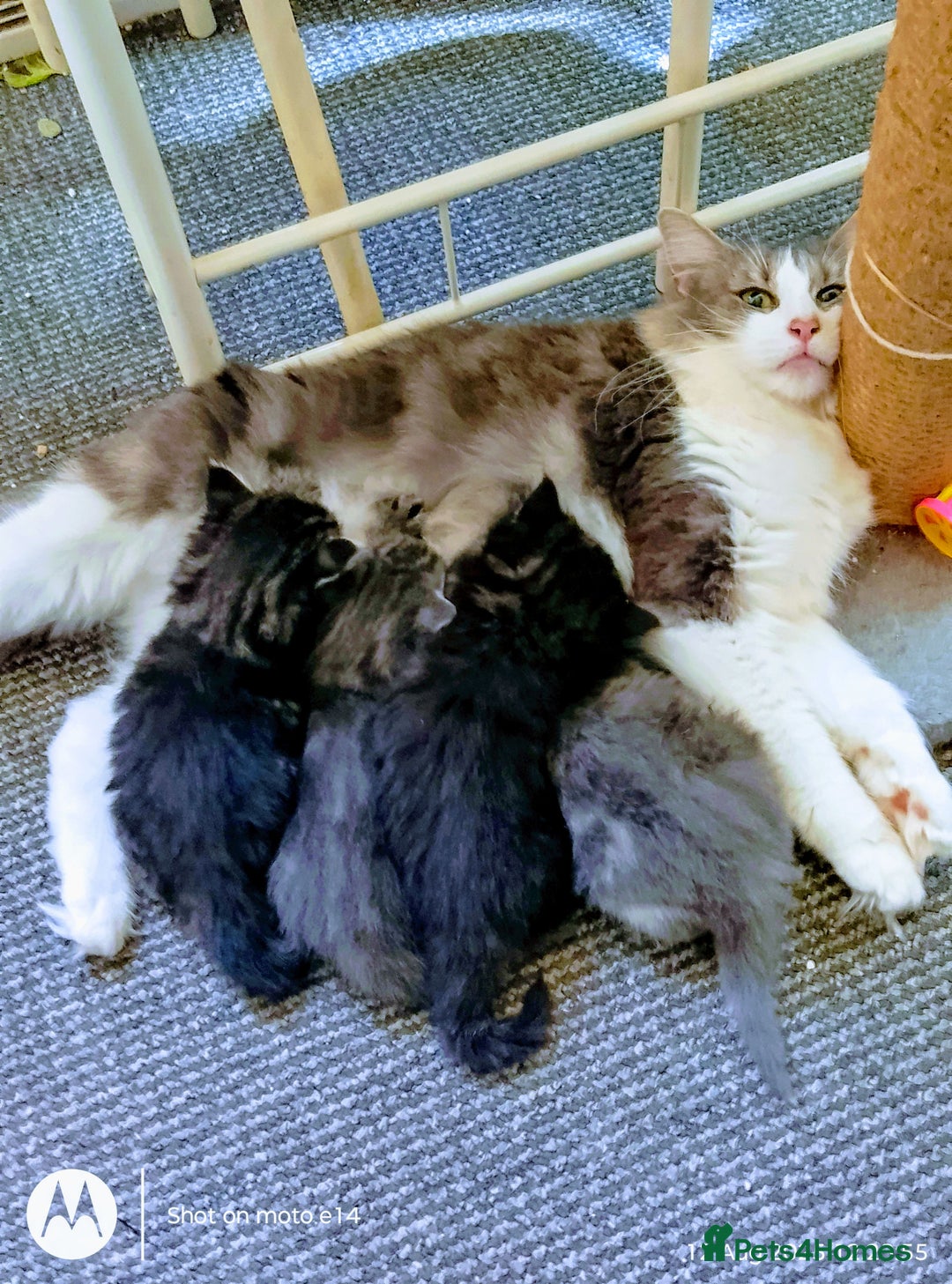 Norwegian Forest Cat cats for sale: 4 11 week old kittens  - Image 21