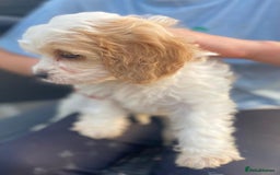 Cavapoo dogs for sale: Cavapoo litter  - Image 5