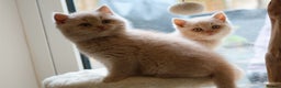 British Shorthair cats for sale: British Shorthair Kittens - Reg & Licensed  - Advert 11
