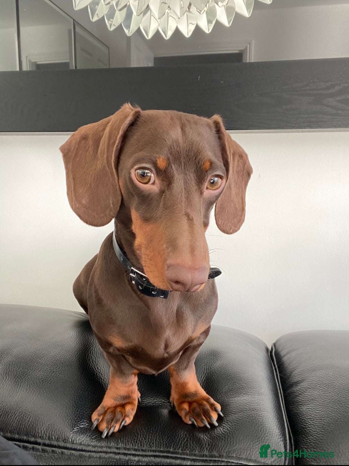 Miniature Dachshund dogs Proven Stud Chocolate & Tan Miniature Dachshund in Durham - Advert 5