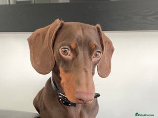 Miniature Dachshund dogs Proven Stud Chocolate & Tan Miniature Dachshund in Durham - Advert 3