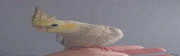 Cockatiels birds for sale: Hand reread silly tame DNA sexed baby cockatiels  - Advert 5
