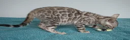 Bengal cats for sale: Superb Bengal Girl Kitten - Advert 7