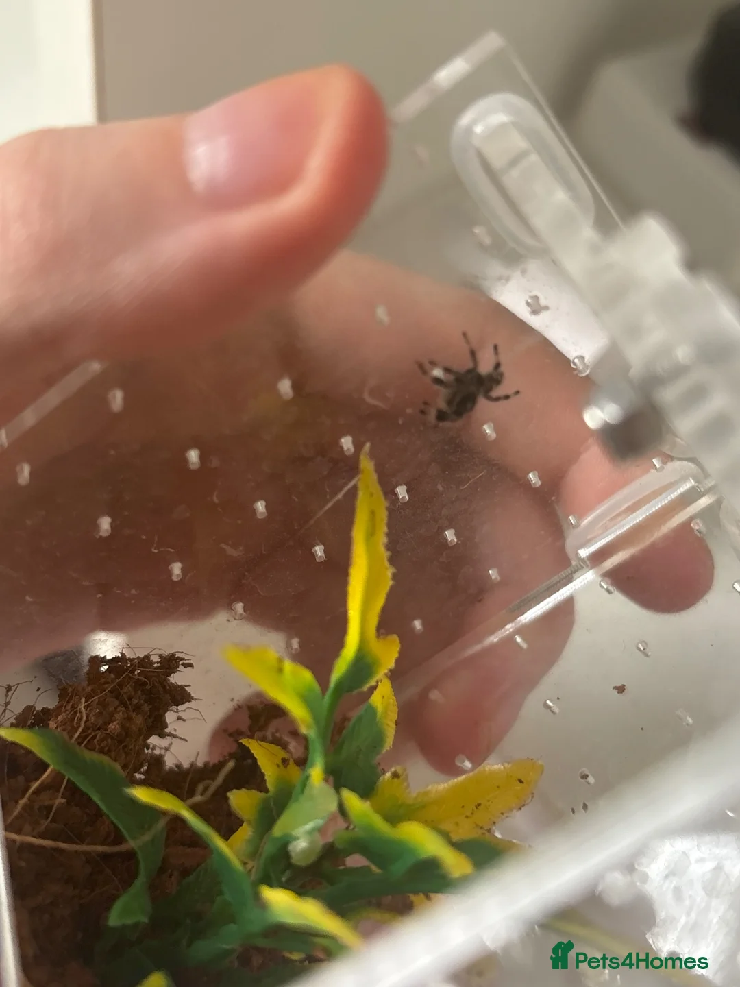 Spiders invertebrates for sale: Jumping spider  - Advert 2