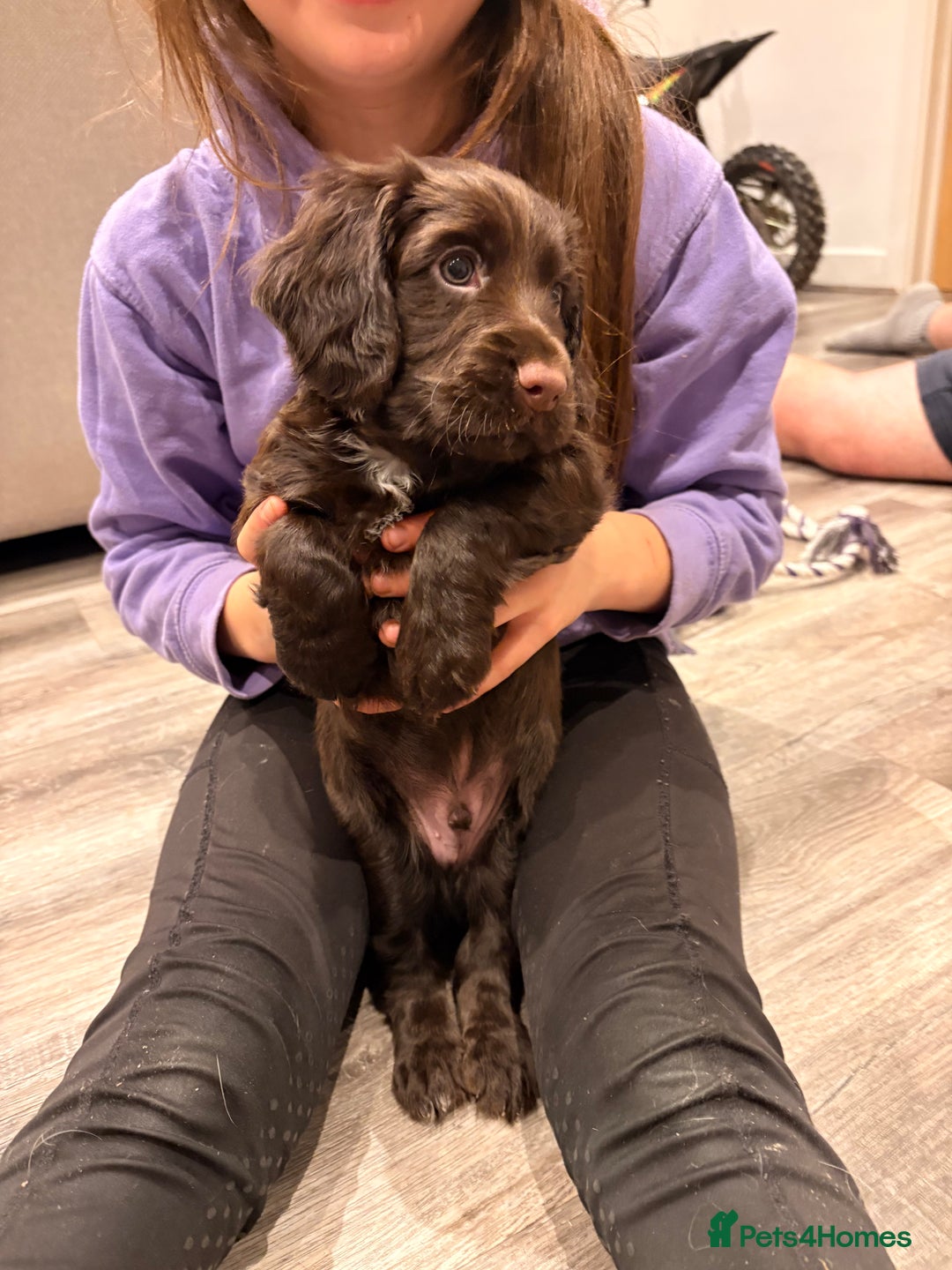 Cocker Spaniel dogs for sale: Available this week 2 beautiful spaniel puppies  - Advert 3