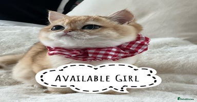 British Shorthair cats 🏆 Golden BRI NY12 Girl European Lines 🏆 - Advert 14