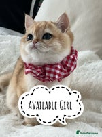 British Shorthair cats 🏆 Golden BRI NY12 Girl European Lines 🏆 - Advert 4