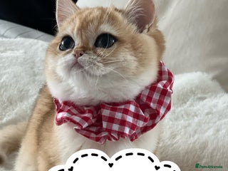 British Shorthair cats 🏆 Golden BRI NY12 Girl European Lines 🏆 - Advert 6