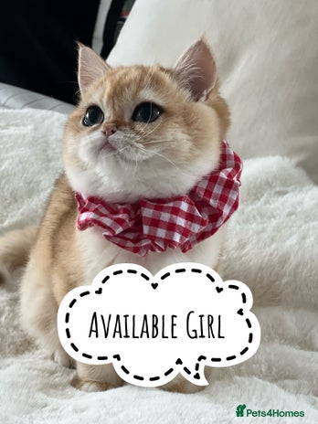 British Shorthair cats 🏆 Golden BRI NY12 Girl European Lines 🏆 - Advert 9
