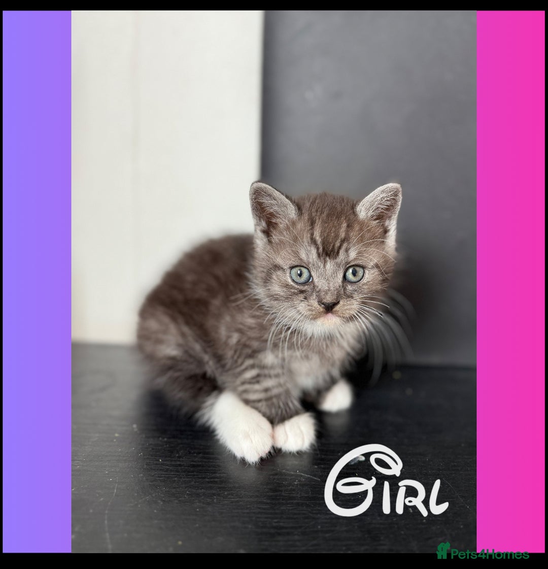 British Shorthair cats for sale: BSH KITTENS - Image 8