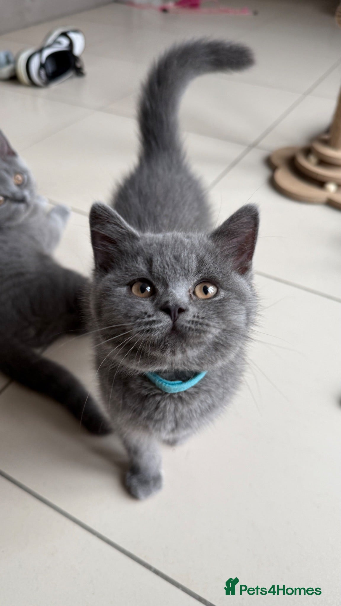 British Shorthair cats Ready Now GCCF British Blue Shorthair Kittens - Advert 1
