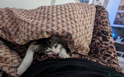 British Shorthair cats for sale: Kittens for Sale  - Image 3
