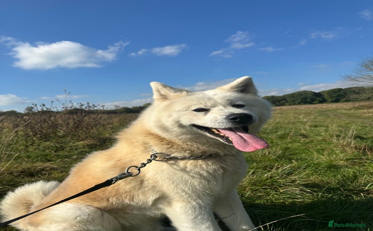 Japanese Akita Inu dogs - Advert 1