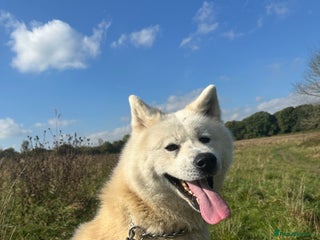 Japanese Akita Inu dogs - Advert 2