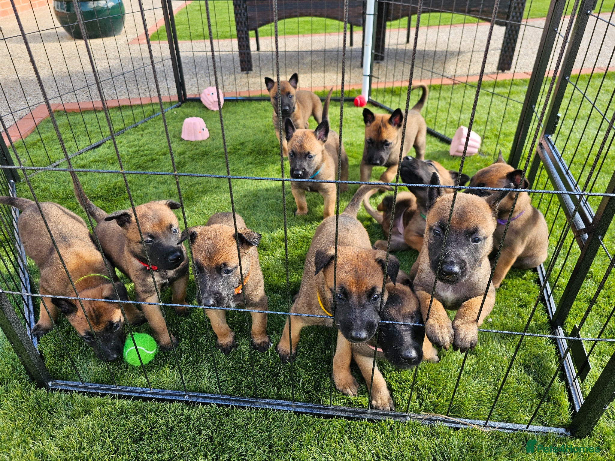 Belgian Shepherd Dog dogs Belgian Malinois Puppies - Advert 1