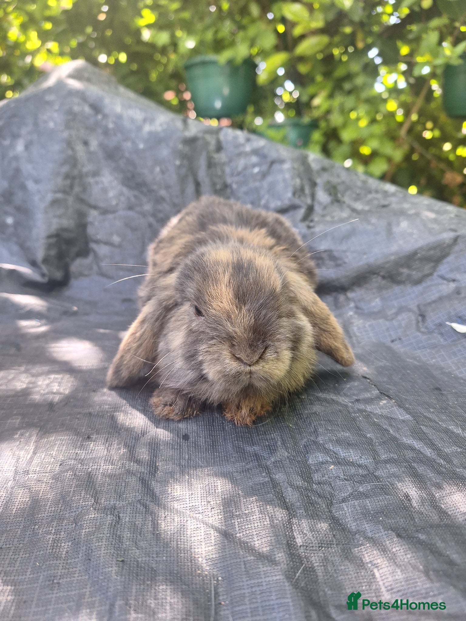 Mini Lop rabbits Adorable pure bred mini lops  - Advert 1