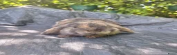 Mini Lop rabbits for sale: Adorable pure bred mini lops  - Advert 1