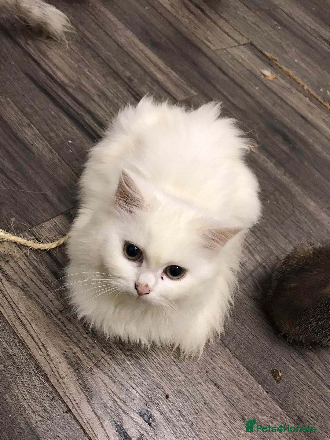 Mixed Breed cats for sale: Lovely white kittens 💕 - Image 7