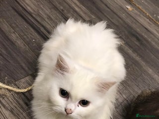Mixed Breed cats Lovely white kittens 💕 - Advert 13
