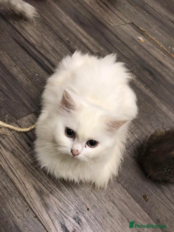 Mixed Breed cats - Advert 11