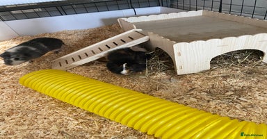 Guinea Pig rodents - Advert 9