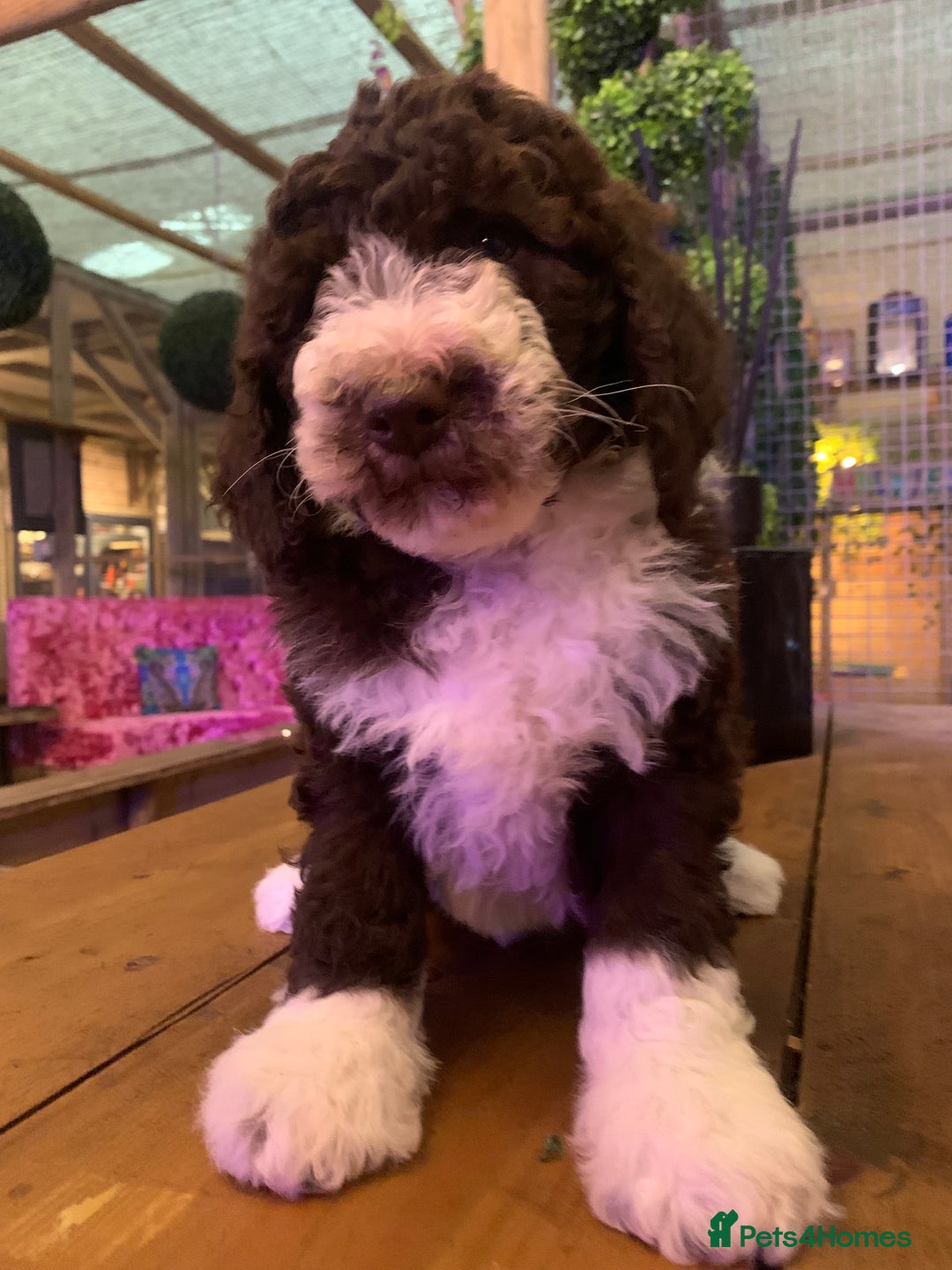 Sheepadoodle dogs for sale: Standard Sheepadoodle READY NOW - Advert 5
