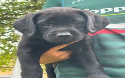 Labrador Retriever dogs for sale: KC reg Labrador puppies handled by children  - Image 2
