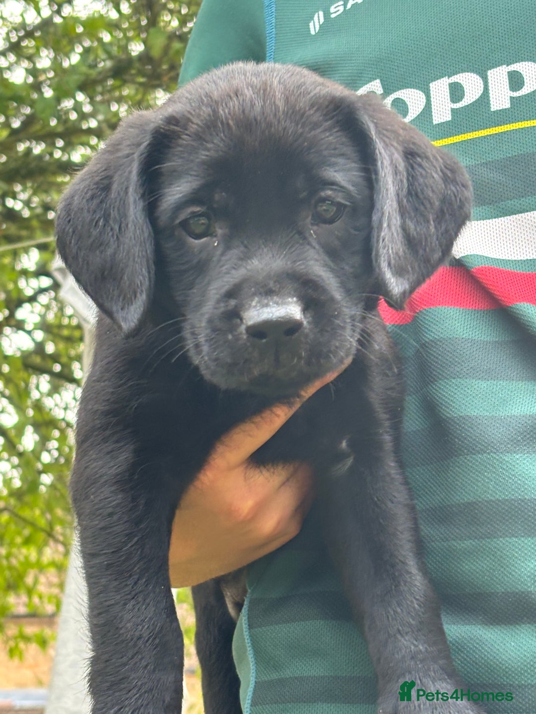 Labrador Retriever dogs for sale: KC reg Labrador puppies handled by children  - Image 2