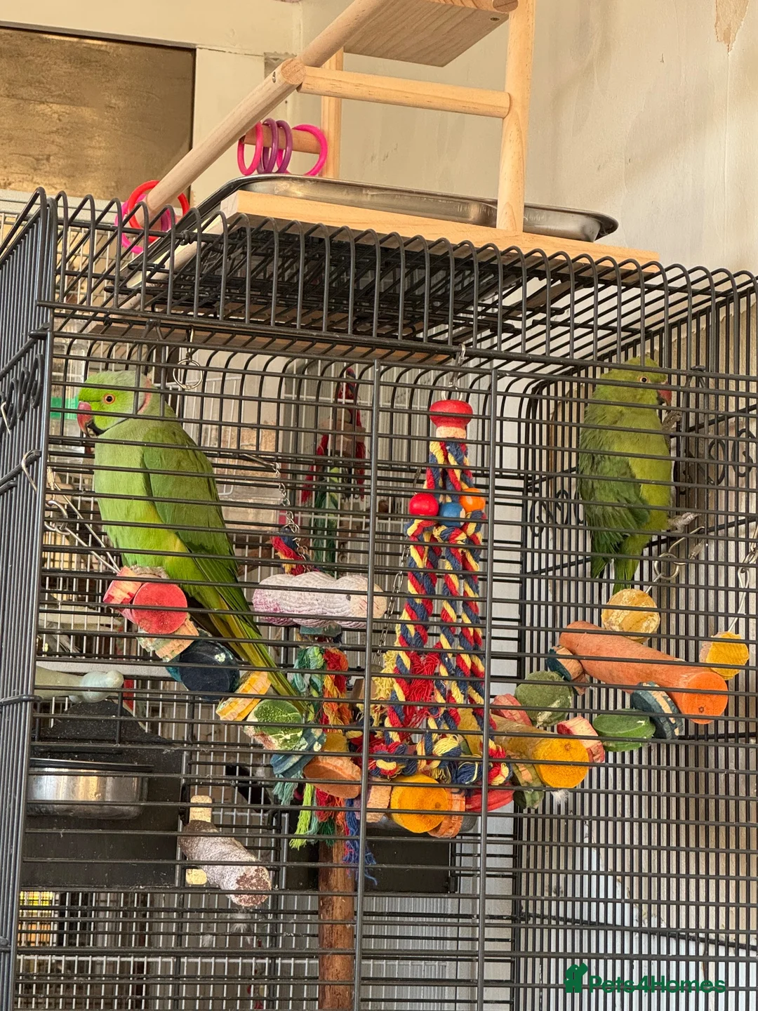 Ringnecks birds for sale: Pair of Indian ringnecks - Advert 6