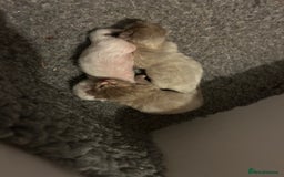 Ragdoll cats for sale: 🌟RAGDOLL KITTENS 🌟 - Image 11
