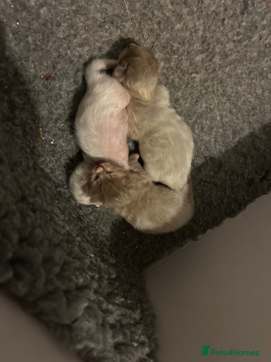 Ragdoll cats for sale: 🌟RAGDOLL KITTENS 🌟 - Image 11