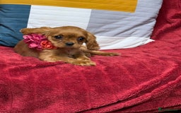 Cavalier King Charles Spaniel dogs for sale: Cavalier king Charles  Ruby's puppy's   - Image 22