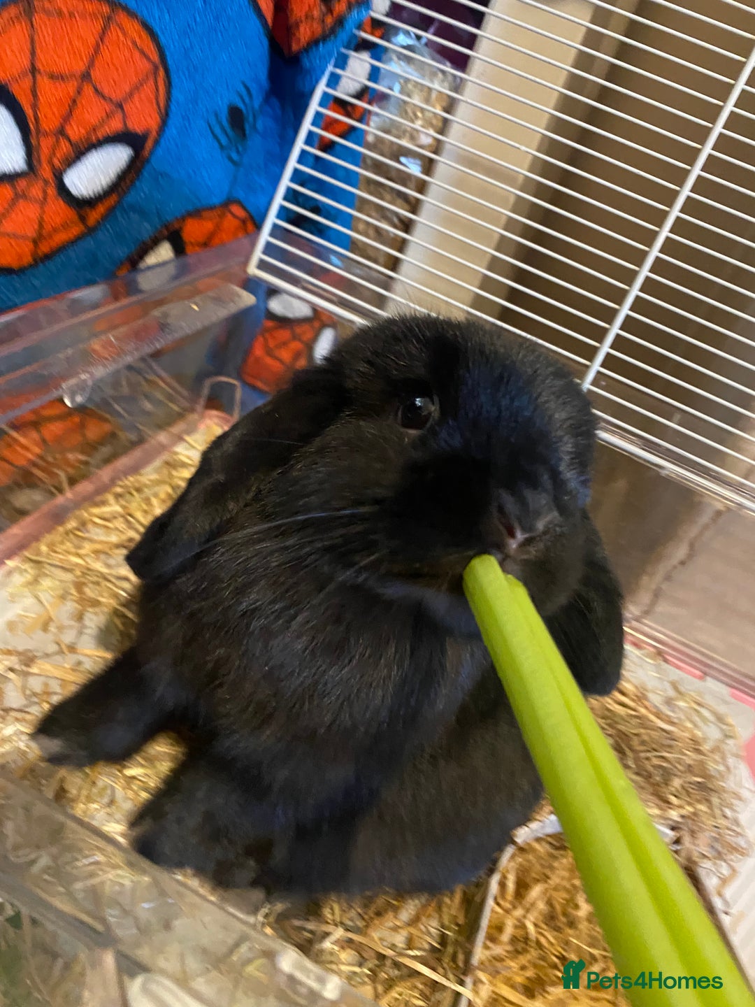 Mini Lop rabbits for sale: Mini lop - Image 5