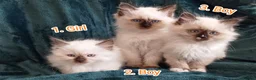 Ragdoll cats for sale: Ragdoll kitten. Ready for a new home  - Advert 20