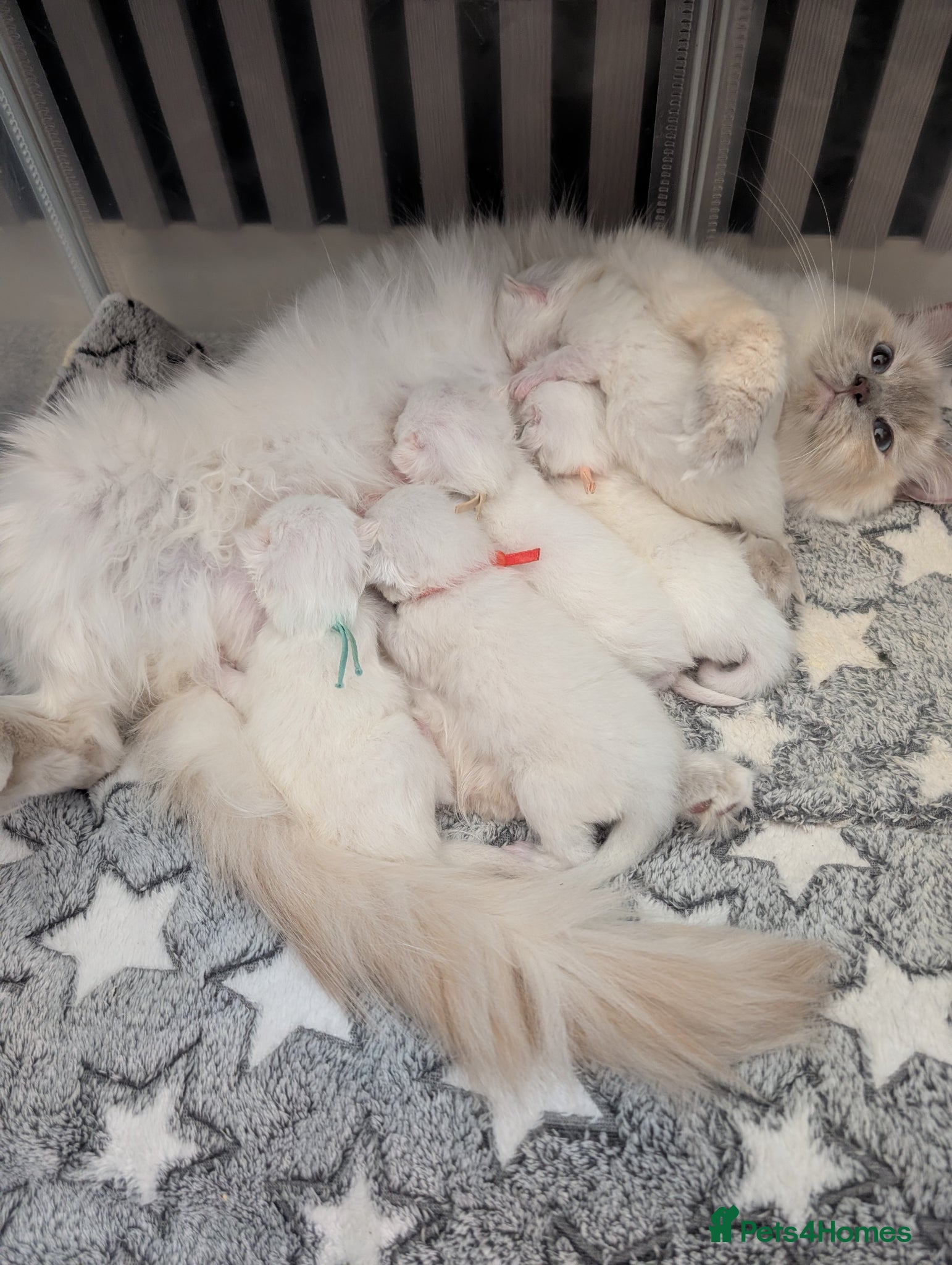 Ragdoll cats 5 pure bred ragdoll kittens - Advert 2
