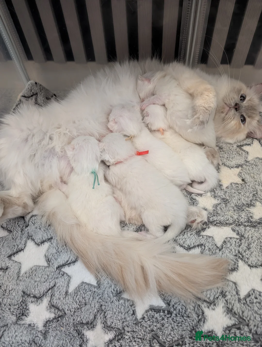 Ragdoll cats for sale: 5 ragdoll kittens  - Advert 1