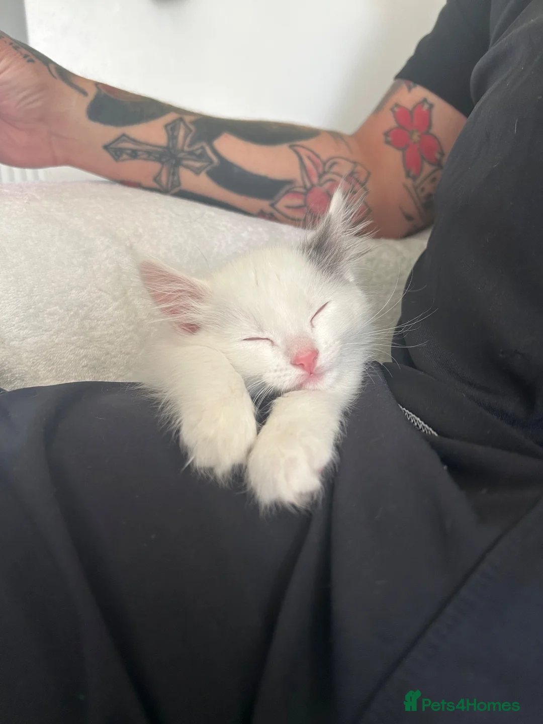 Mixed Breed cats for sale: Olaf cat - Advert 2