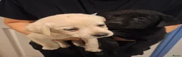Labrador Retriever dogs for sale: Pedigree Labrador Puppies - Advert 8