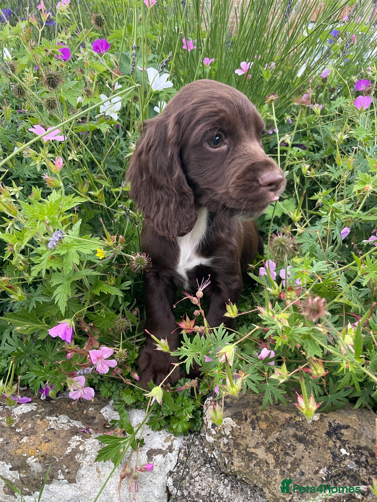 Cocker Spaniel dogs READY NOW -Vac & Chip - Family Cocker Spaniel Pups - Advert 1