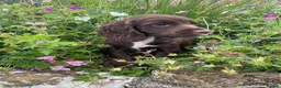 Cocker Spaniel dogs for sale: READY NOW -Vac & Chip - Family Cocker Spaniel Pups - Advert 1