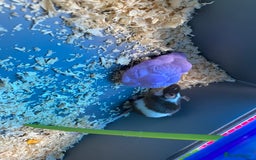 Mouse rodents for sale: 2 sets of 2 mice - Image 3