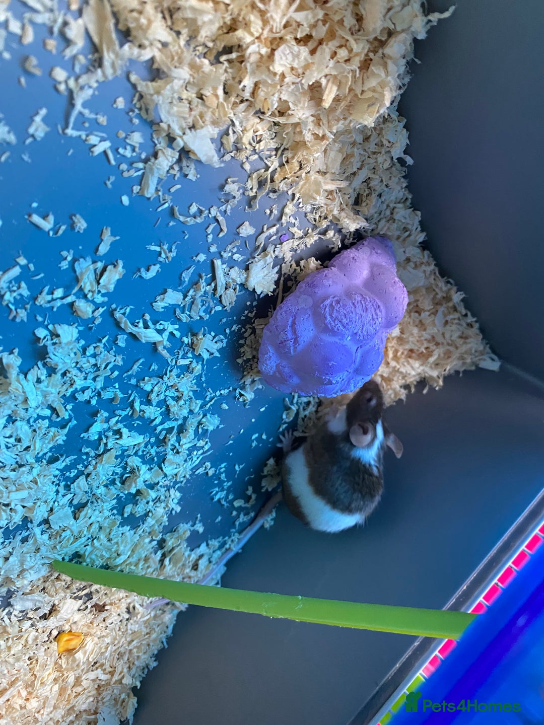 Mouse rodents for sale: 2 sets of 2 mice - Image 3