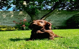 Sprocker dogs for sale: Stunning Sprocker Spaniel puppies  - Image 8