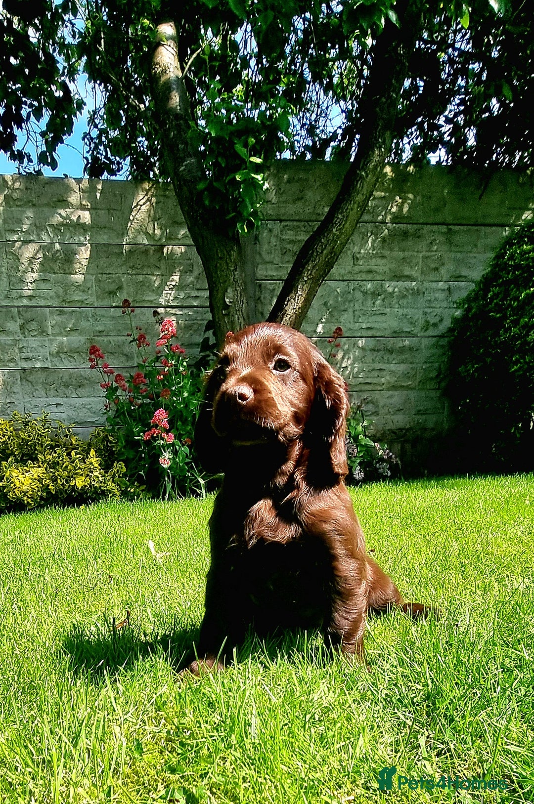 Sprocker dogs for sale: Stunning Sprocker Spaniel puppies  - Image 8