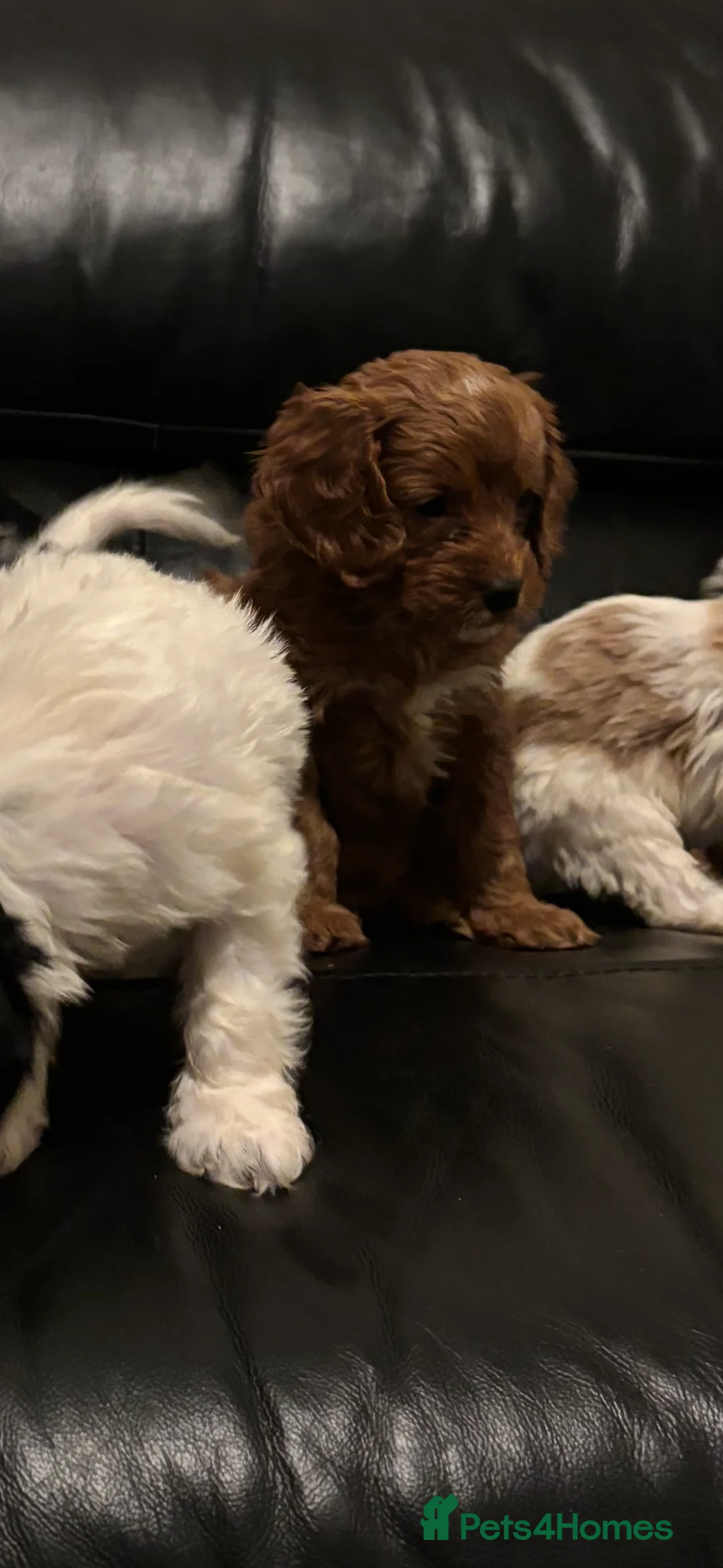 Cavapoo dogs for sale: F1 Cavapoo puppies  - Advert 3