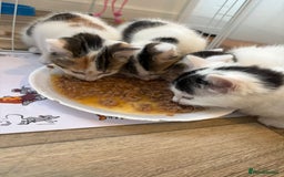 Mixed Breed cats for sale: Adorable Half-Manx Kittens 🐾 - Image 23